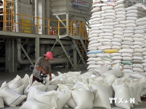 Vietnamese rice introduced in Mexico